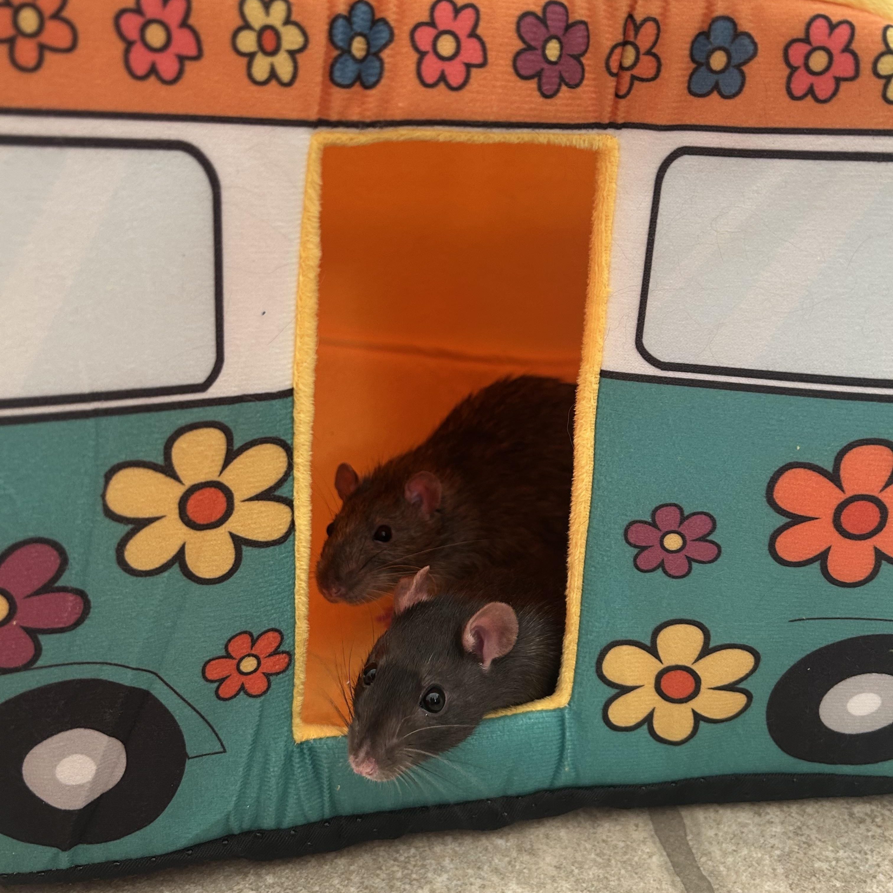 Mr. Ratburn and Alyssa, ADOPTABLE, Adult Male Rat.