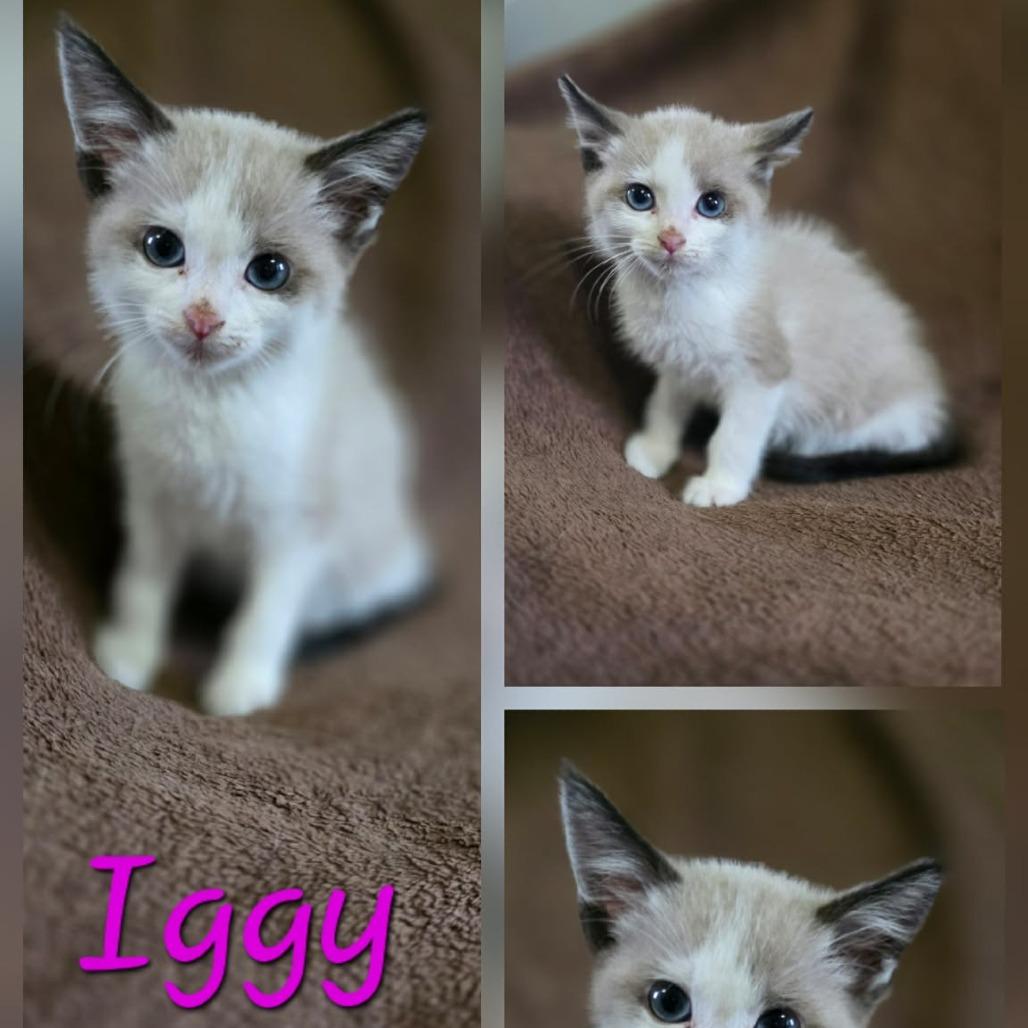Iggy, Adoptable, Kitten Female Domestic Short Hair & Ragdoll.