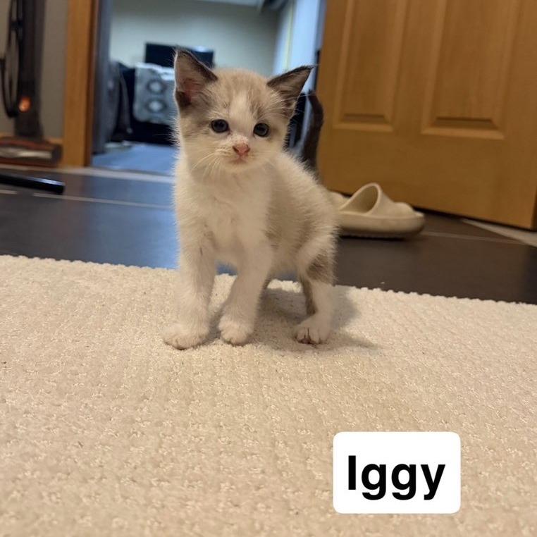 Enlarge Iggy, a Adoptable mixed breed in Coralville, IA image 3/3
