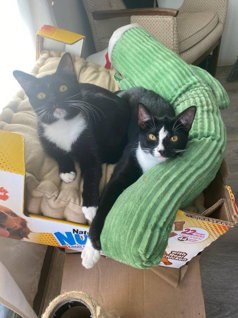 Gia & Alexi, Adopted, Young Female Domestic Short Hair.