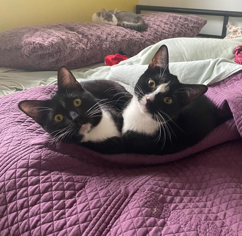 Enlarge Gia & Alexi, a Adopted Domestic Short Hair in Walnut, CA image 2/2