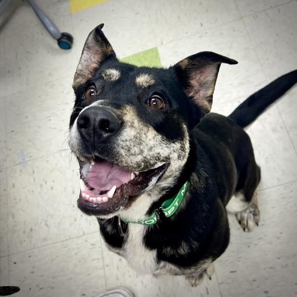 Luna, Adoptable, Young Female Pit Bull Terrier & Australian Cattle Dog / Blue Heeler.