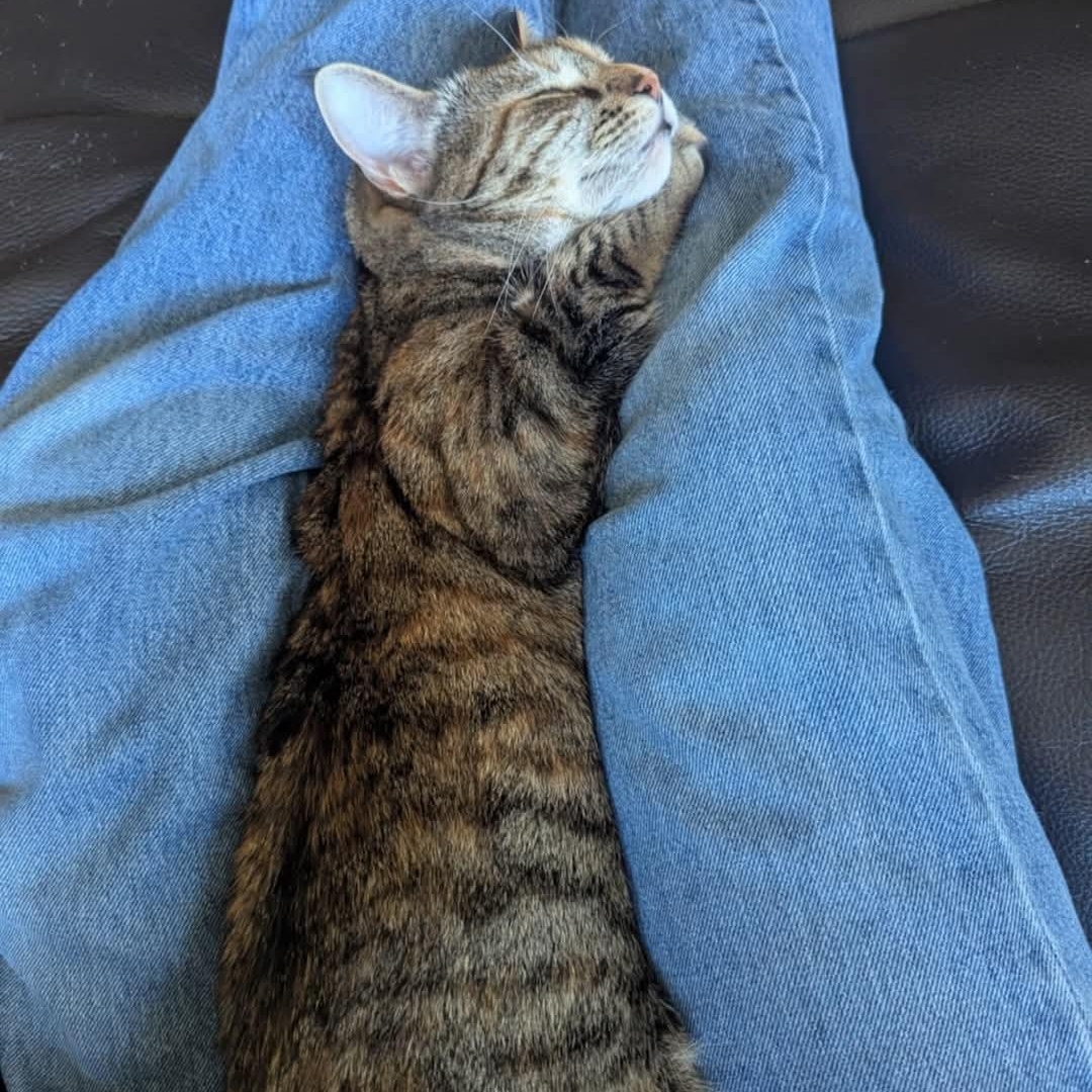 Ivy, a Adoptable Torbie in Norwich, CT image 6/6