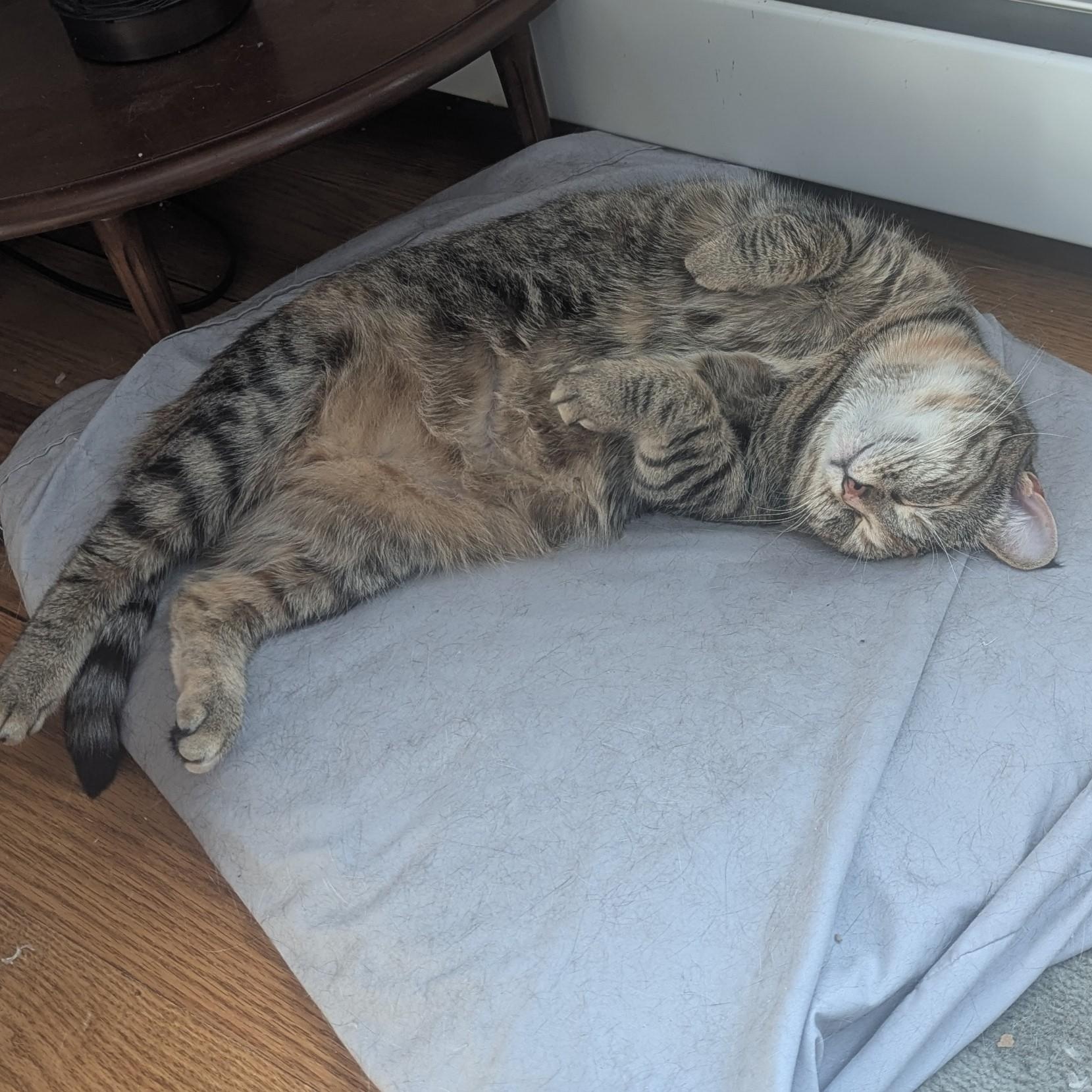 Ivy, a Adoptable Torbie in Norwich, CT image 5/6