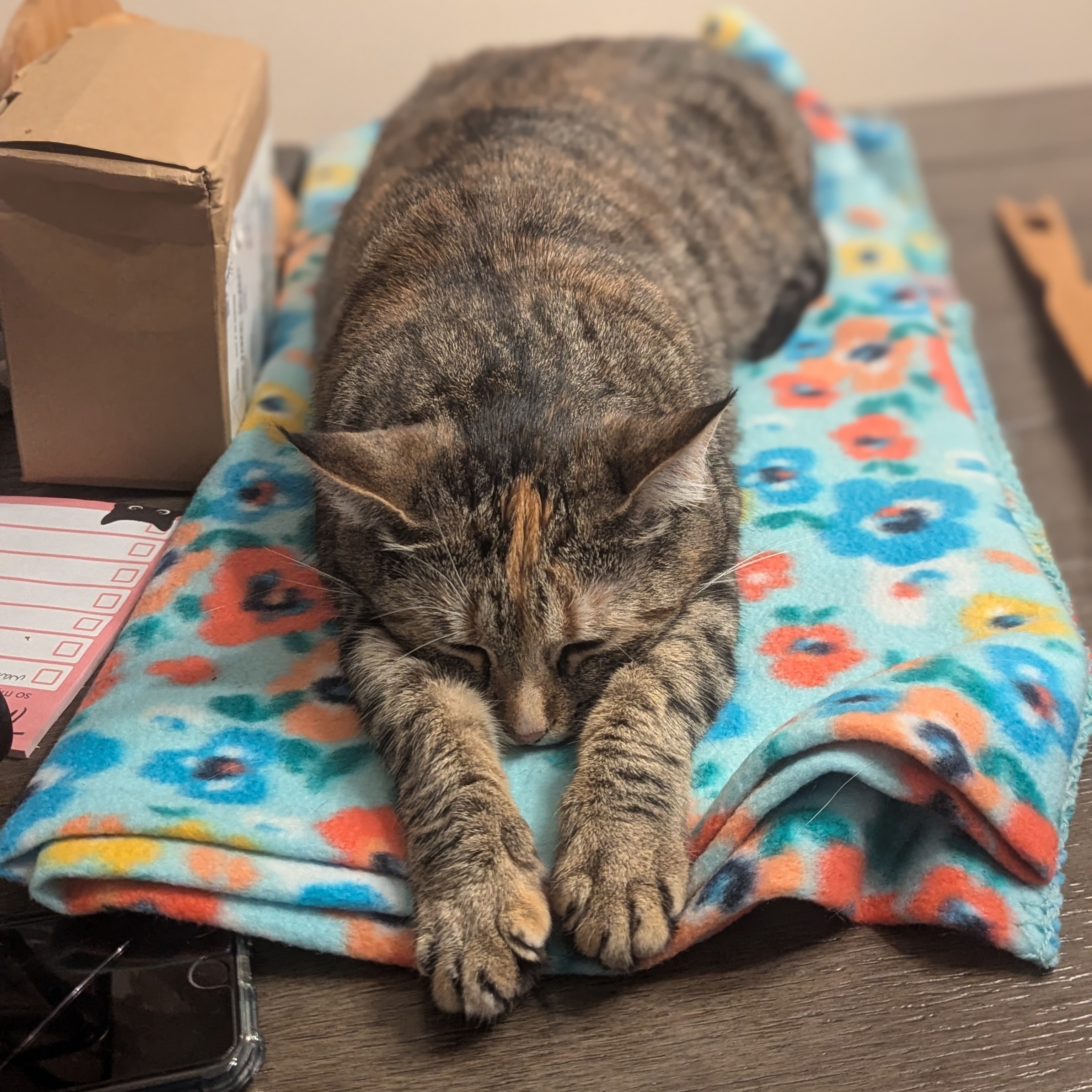 Ivy, a Adoptable Torbie in Norwich, CT image 3/6
