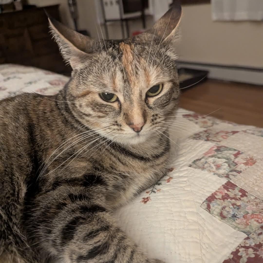 Ivy, Adult Female Tabby