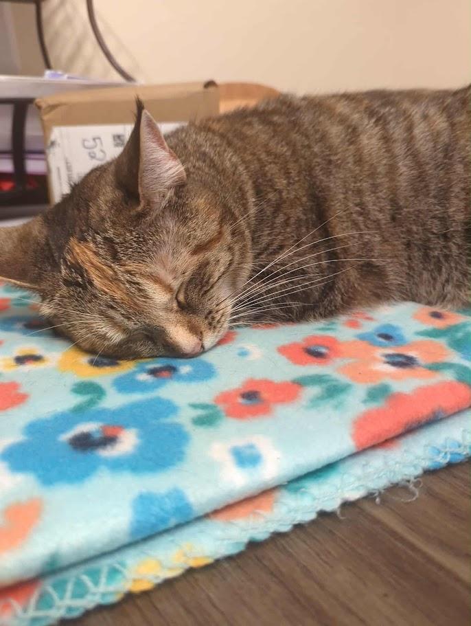 Ivy, Adoptable, Adult Female Torbie.