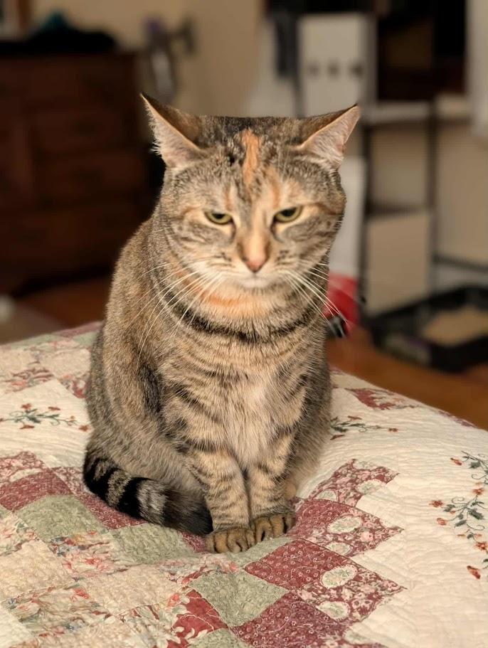 Ivy, a Adoptable Torbie in Norwich, CT image 2/6