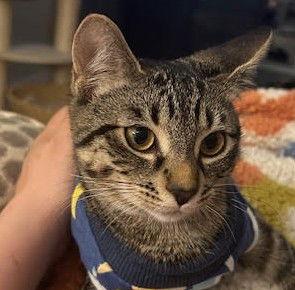 Hannah (+ Sibling), Adoptable, Young Female Domestic Short Hair.