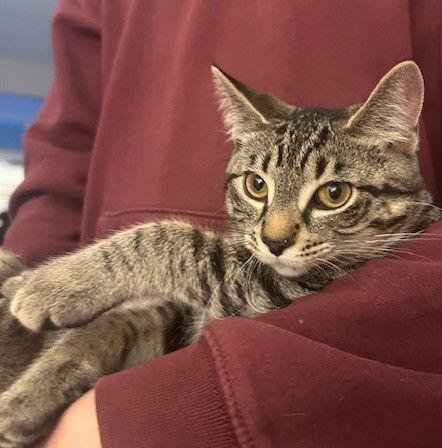 Hannah, Adoptable, Young Female Domestic Short Hair.