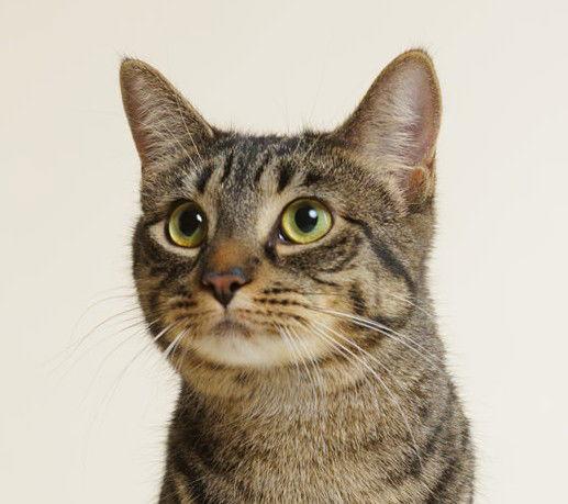 Hannah, a Adoptable Domestic Short Hair in Richmond Hill, ON image 2/3