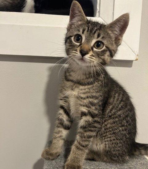 Enlarge Hannah (+ Sibling), a Adoptable Domestic Short Hair in Richmond Hill, ON image 3/3