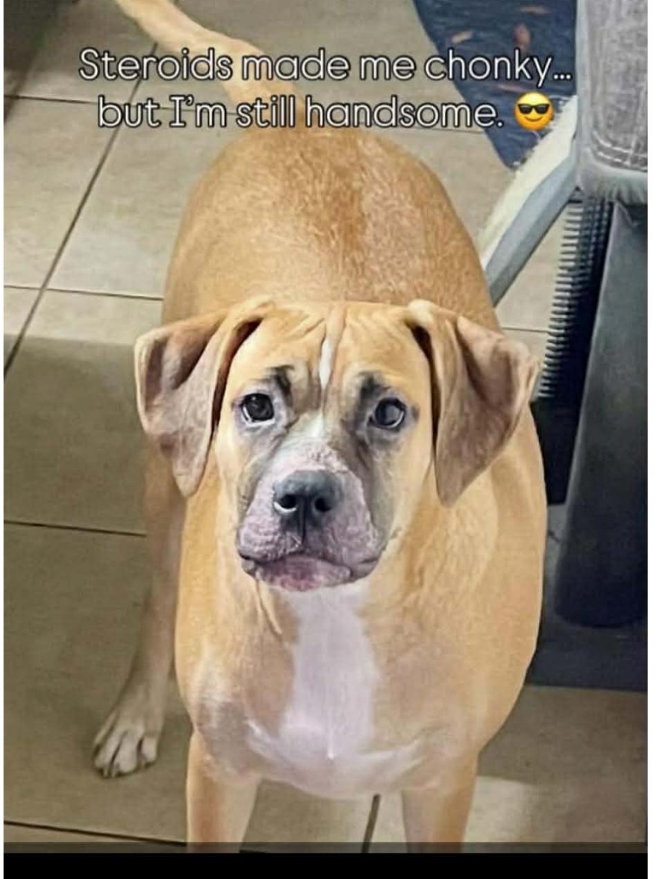 Enlarge Diesel ( Orlando,  FL), a Adoptable mixed breed in Orlando, FL image 2/2