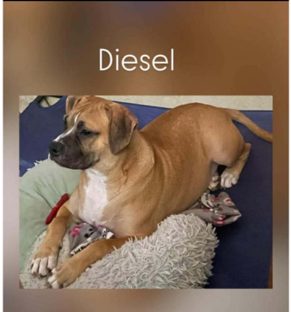 Diesel ( Orlando,  FL), Adoptable, Young Male Boxer.