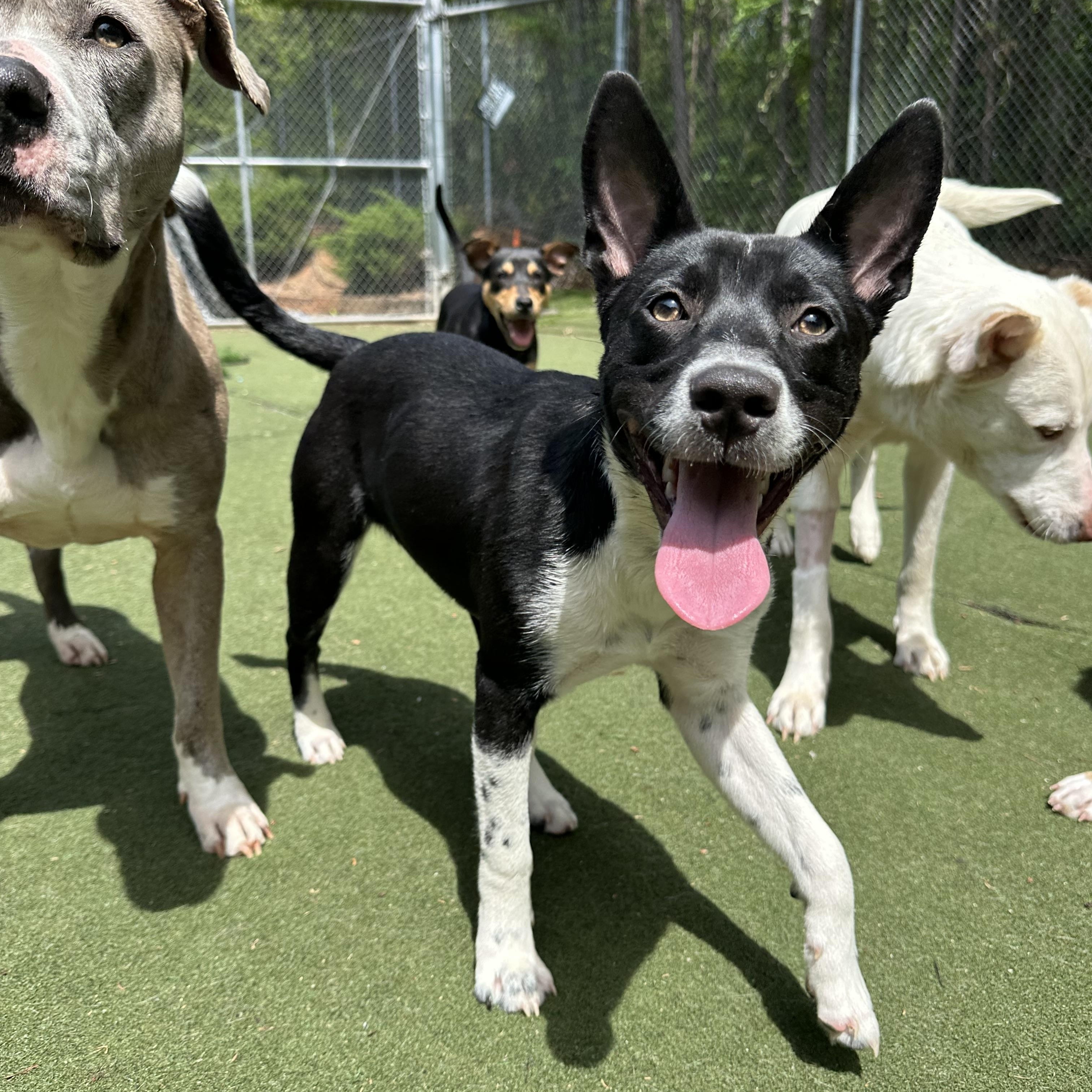 Enlarge Zorro, an adopted mixed breed in Charlotte, NC image 5/6
