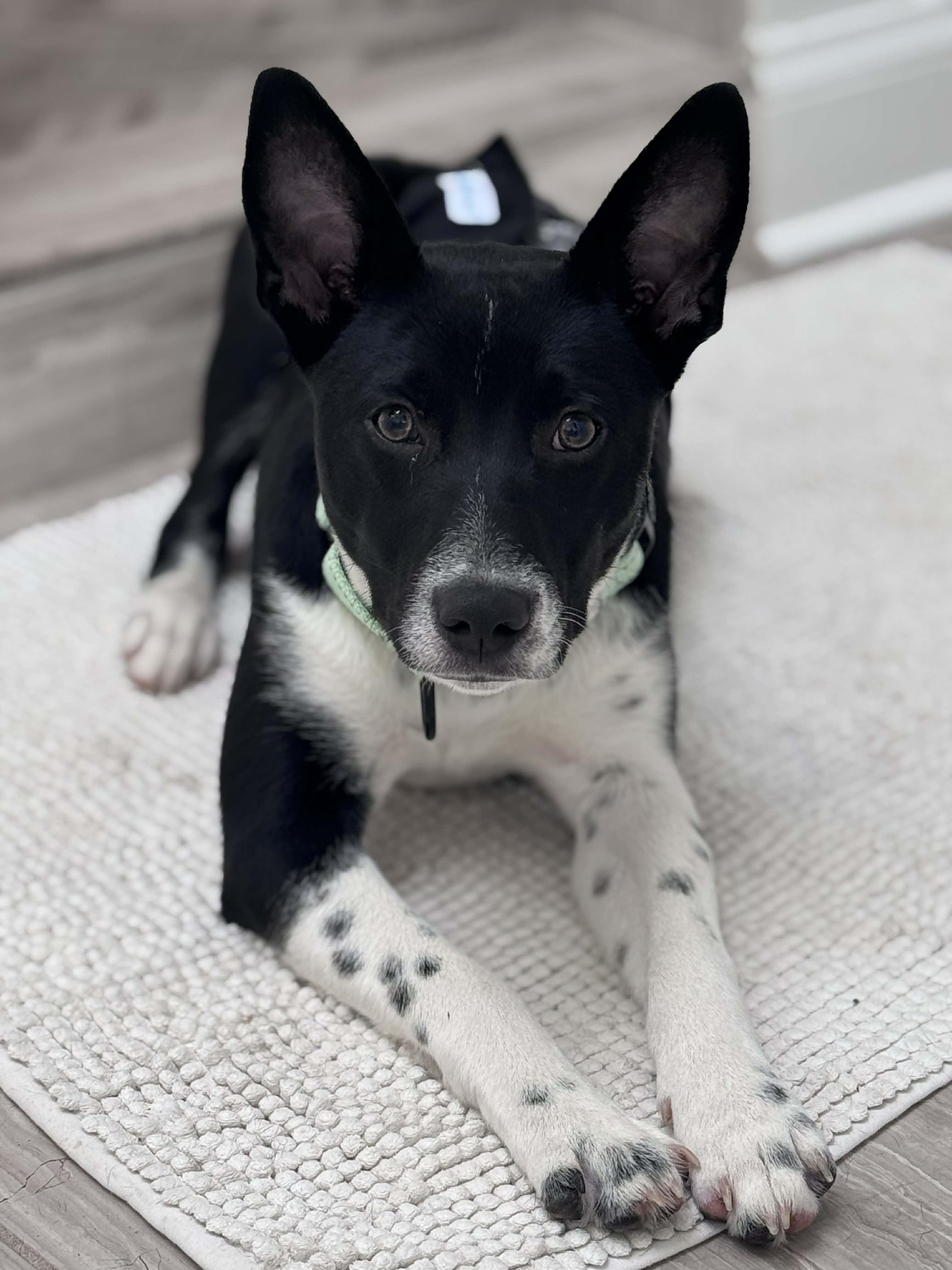 Enlarge Zorro, an adopted mixed breed in Charlotte, NC image 2/6