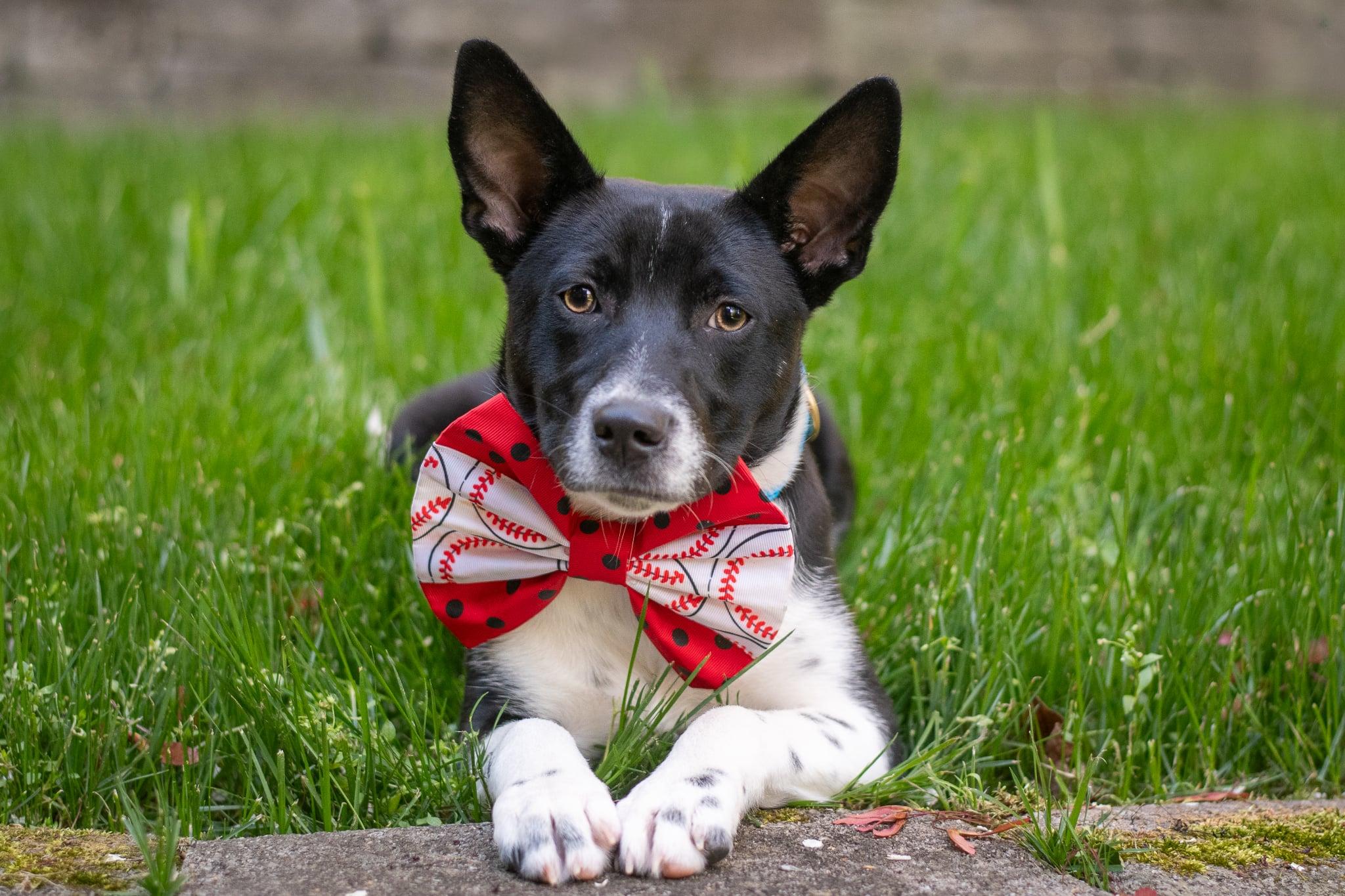 Enlarge Zorro, an adopted mixed breed in Charlotte, NC image 3/6