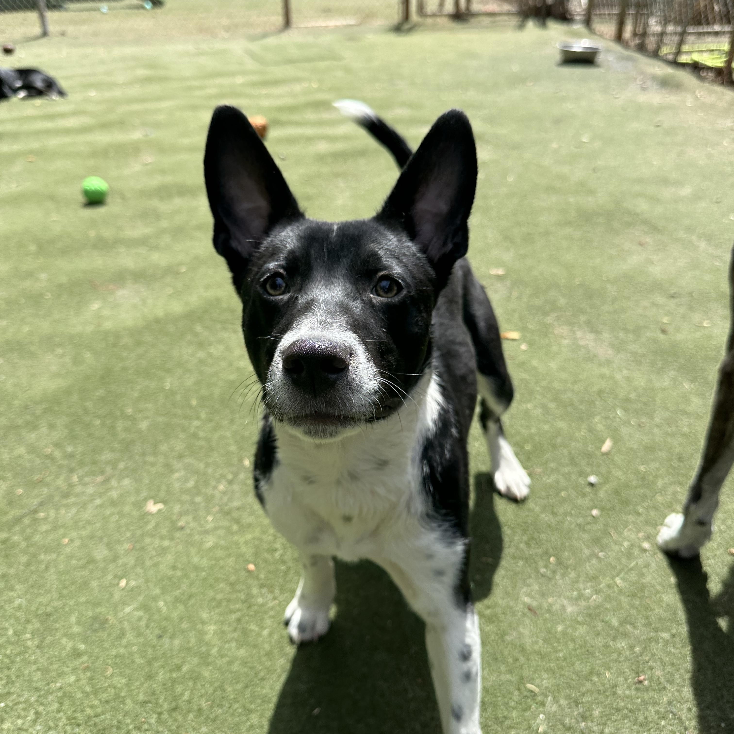 Enlarge Zorro, an adopted mixed breed in Charlotte, NC image 6/6