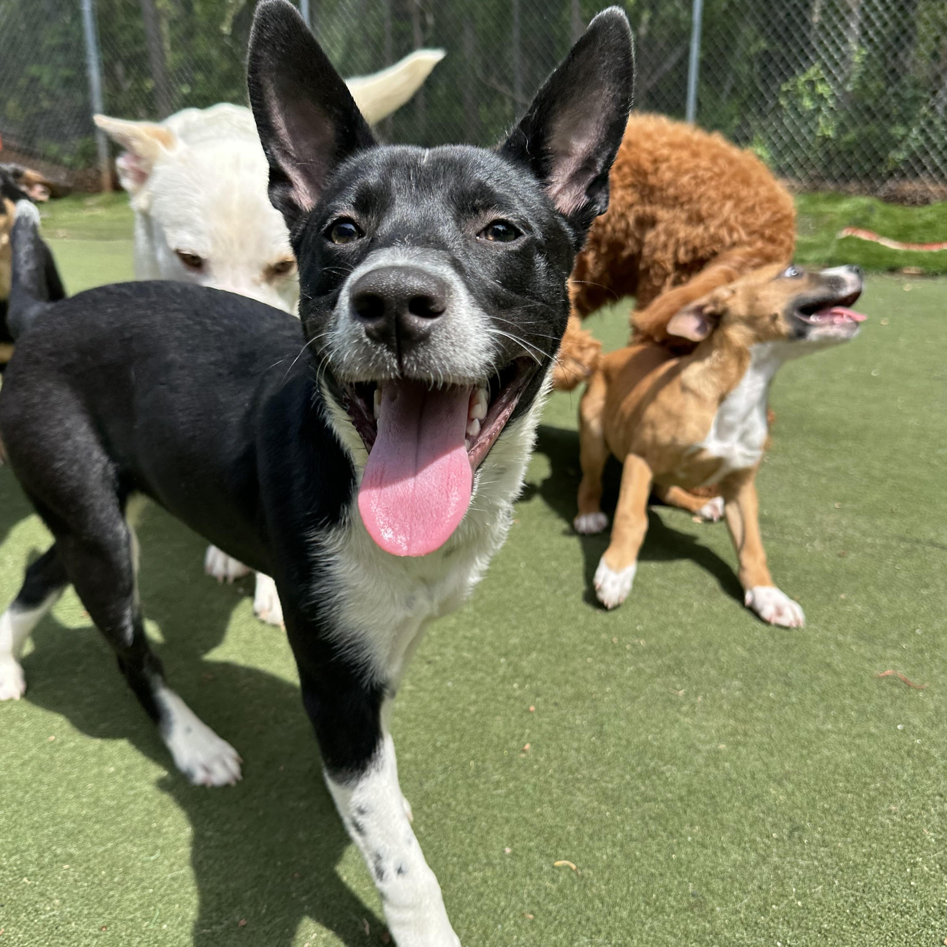 Enlarge Zorro, an adopted mixed breed in Charlotte, NC image 1/6