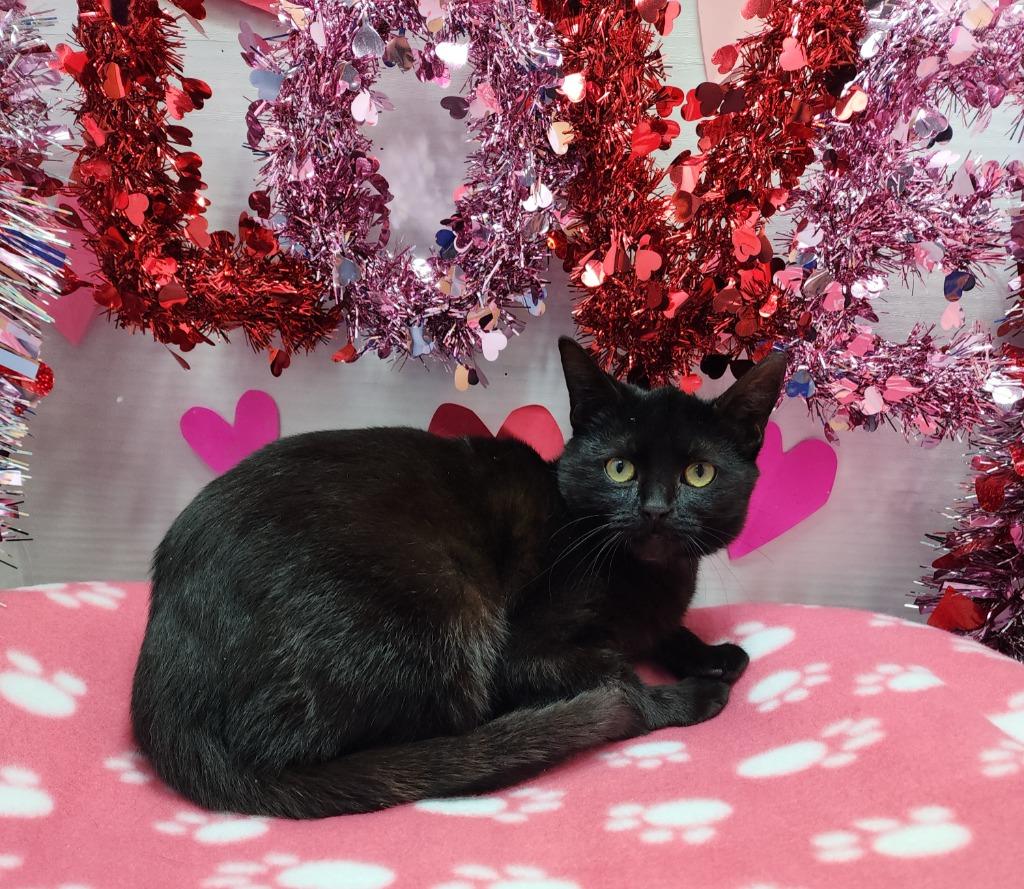 Cotton, Adoptable, Young Female Domestic Short Hair.