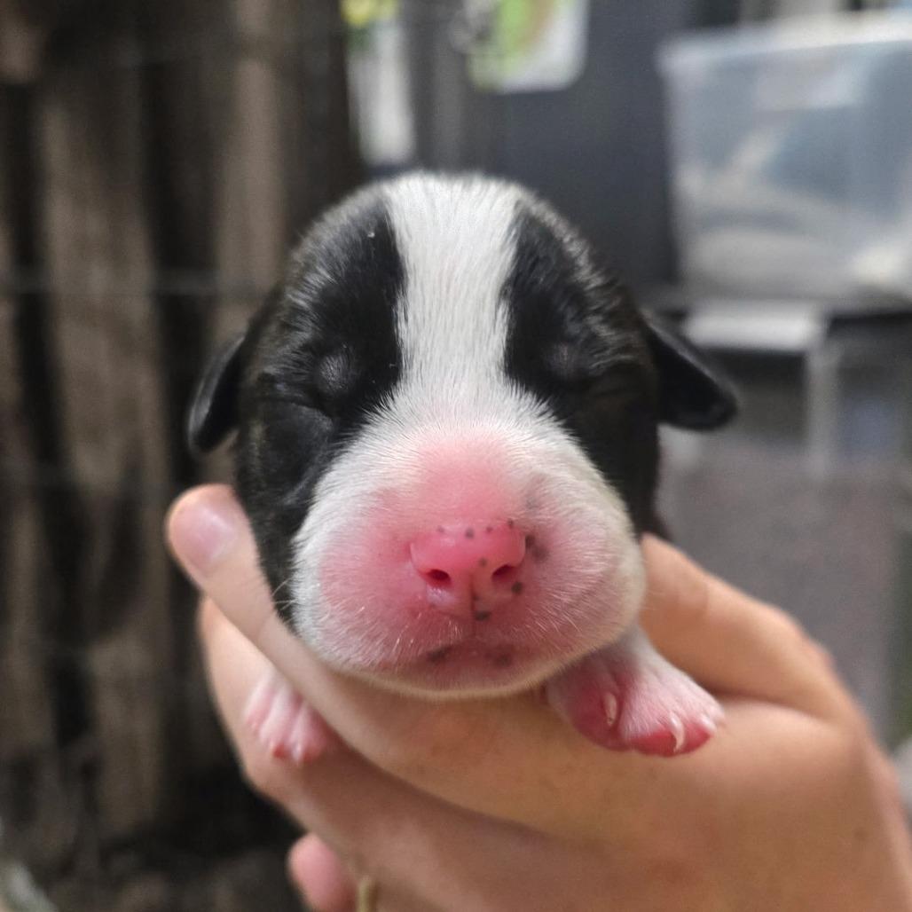 PJ, Adoptable, Puppy Female Mixed Breed.