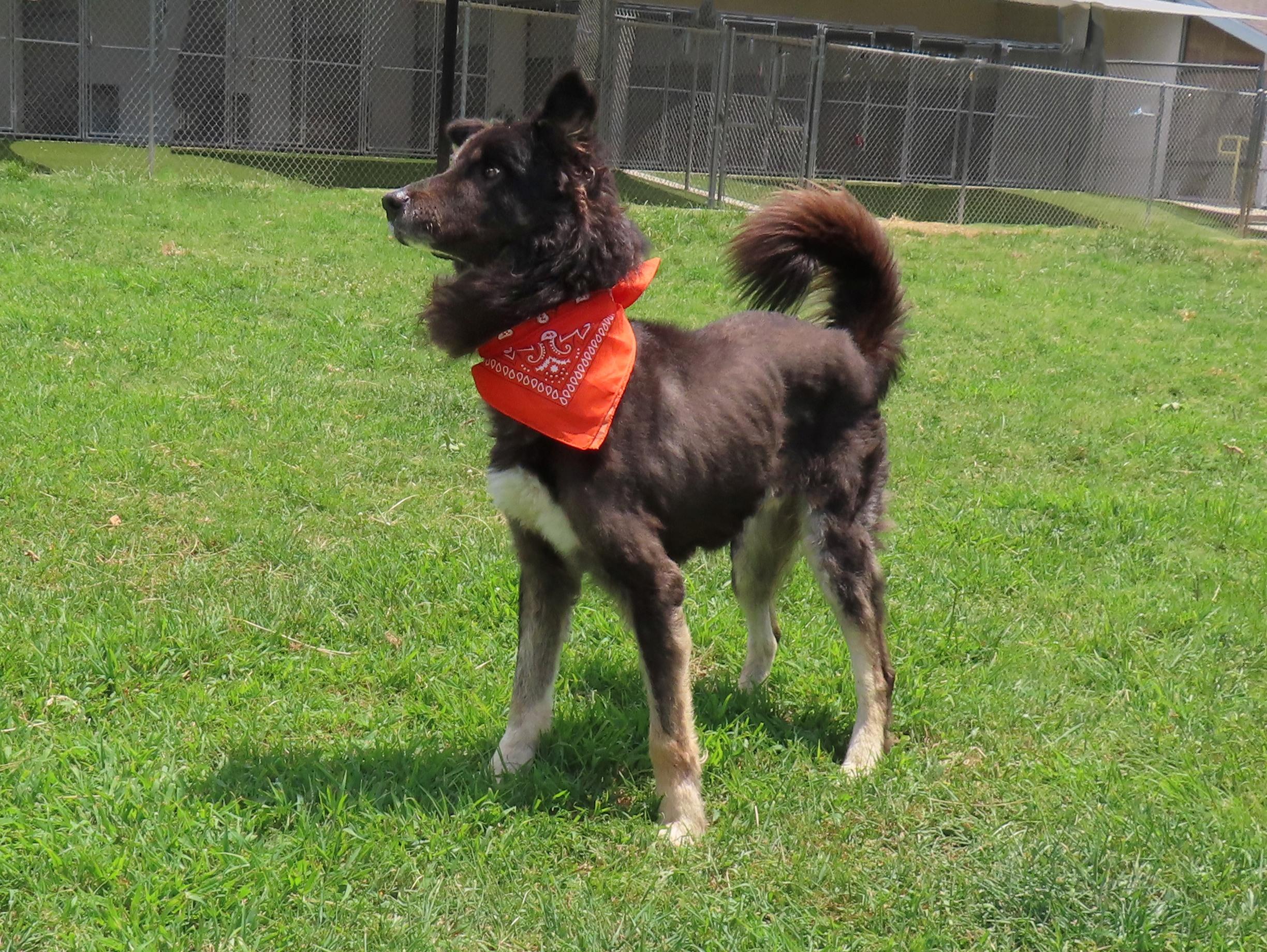 Enlarge Govner 26C-200, a ADOPTABLE Shepherd in Rogers, AR image 2/5