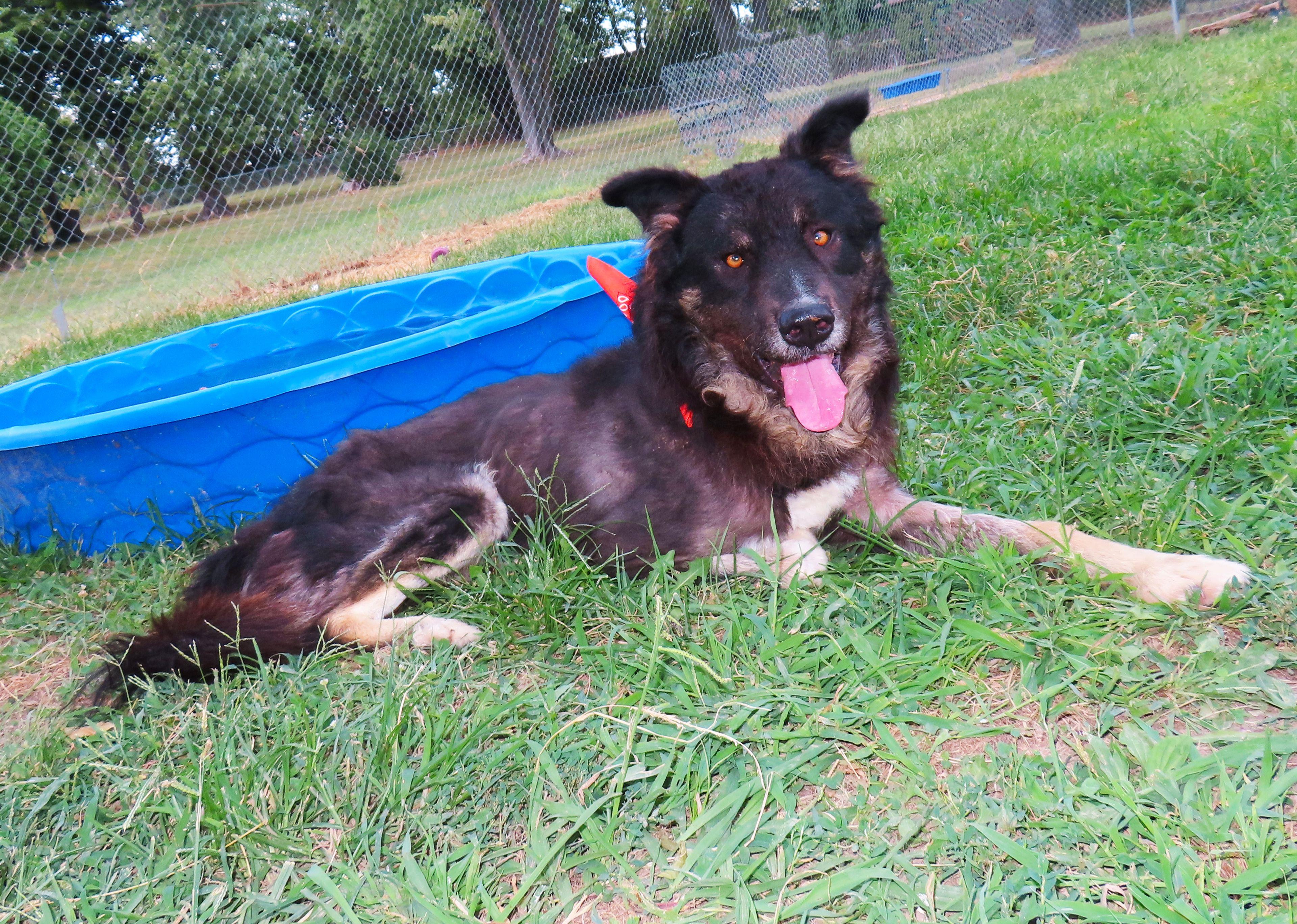 Enlarge Govner 26C-200, a ADOPTABLE Shepherd in Rogers, AR image 5/5