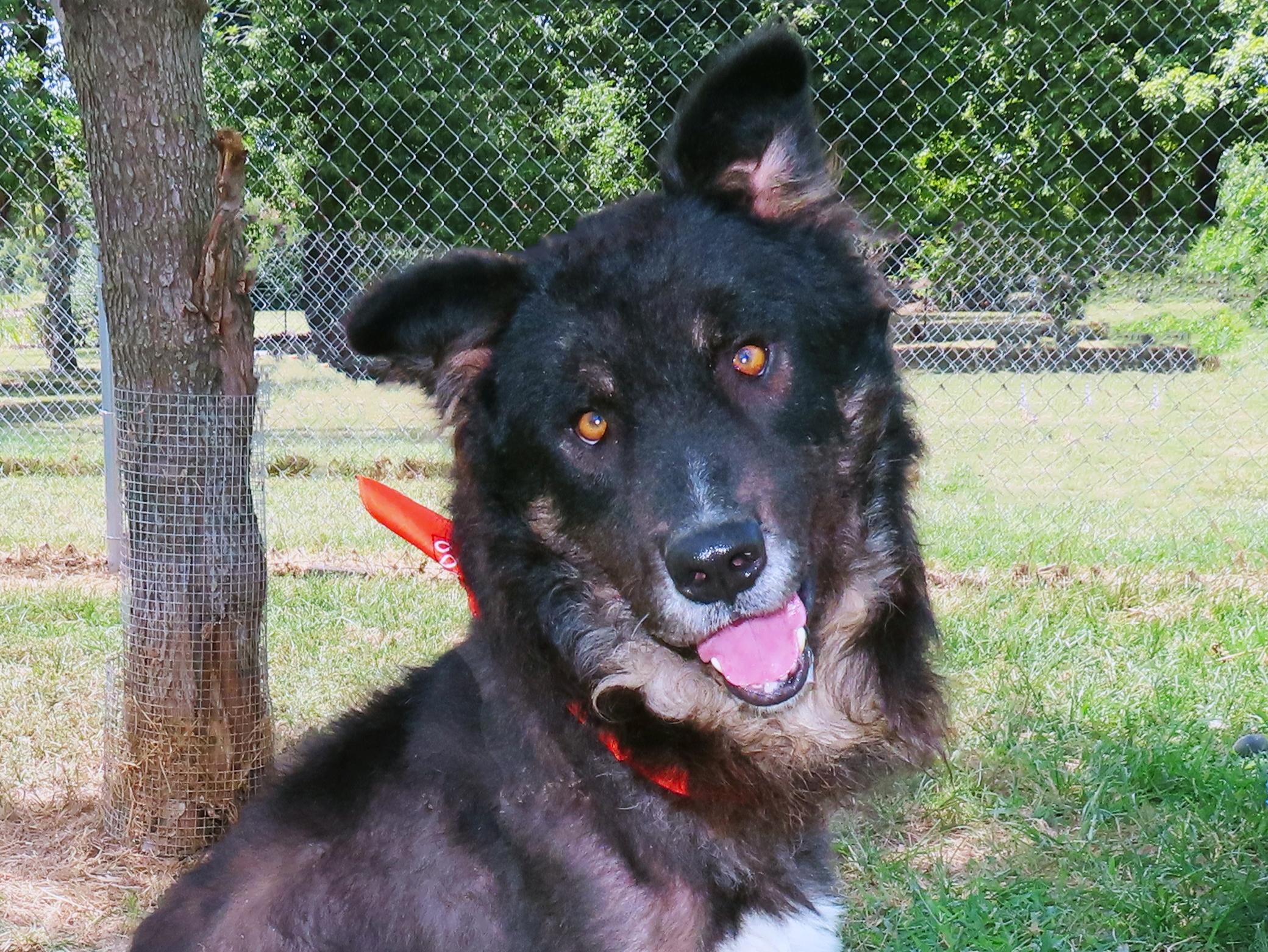 Govner 26C-200, ADOPTABLE, Senior Male Shepherd.