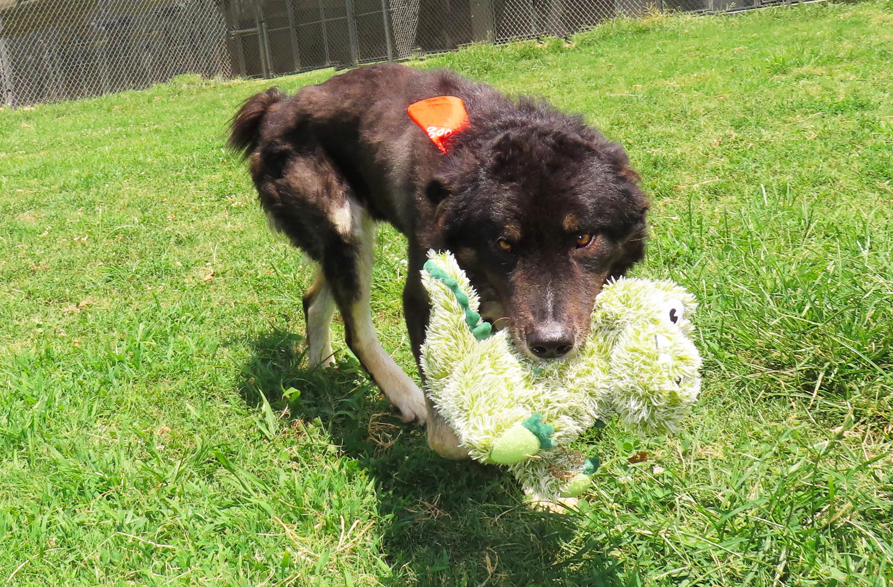 Enlarge Govner 26C-200, a ADOPTABLE Shepherd in Rogers, AR image 3/5