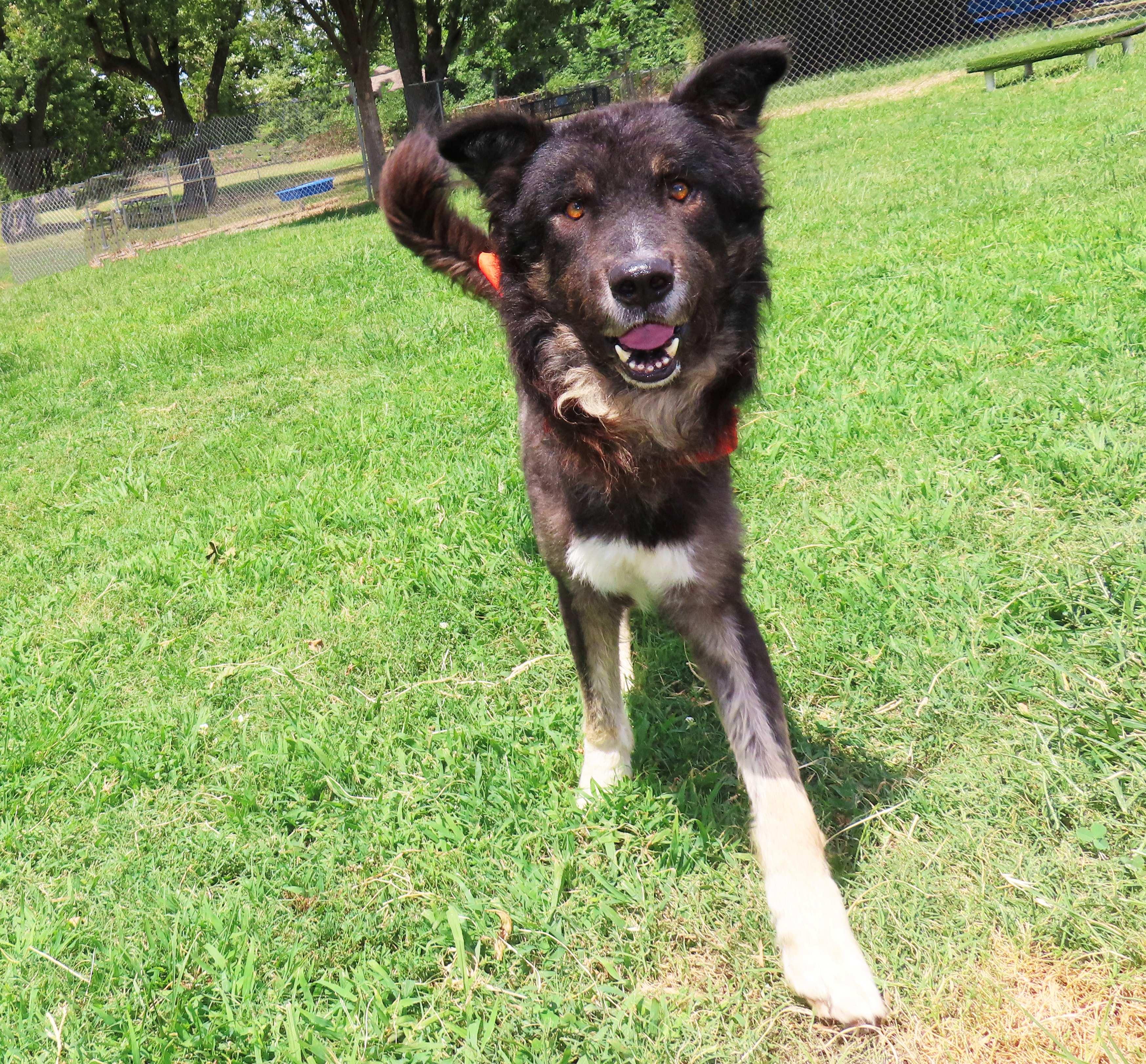 Enlarge Govner 26C-200, a ADOPTABLE Shepherd in Rogers, AR image 4/5