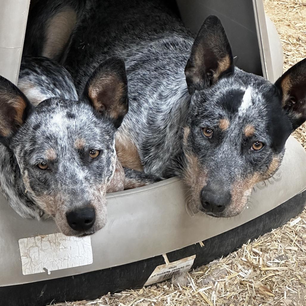 Varga, Adoptable, Adult Female Australian Cattle Dog / Blue Heeler.