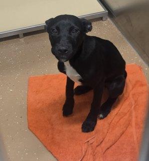 Lumi, adoptable, Puppy Female Labrador Retriever.