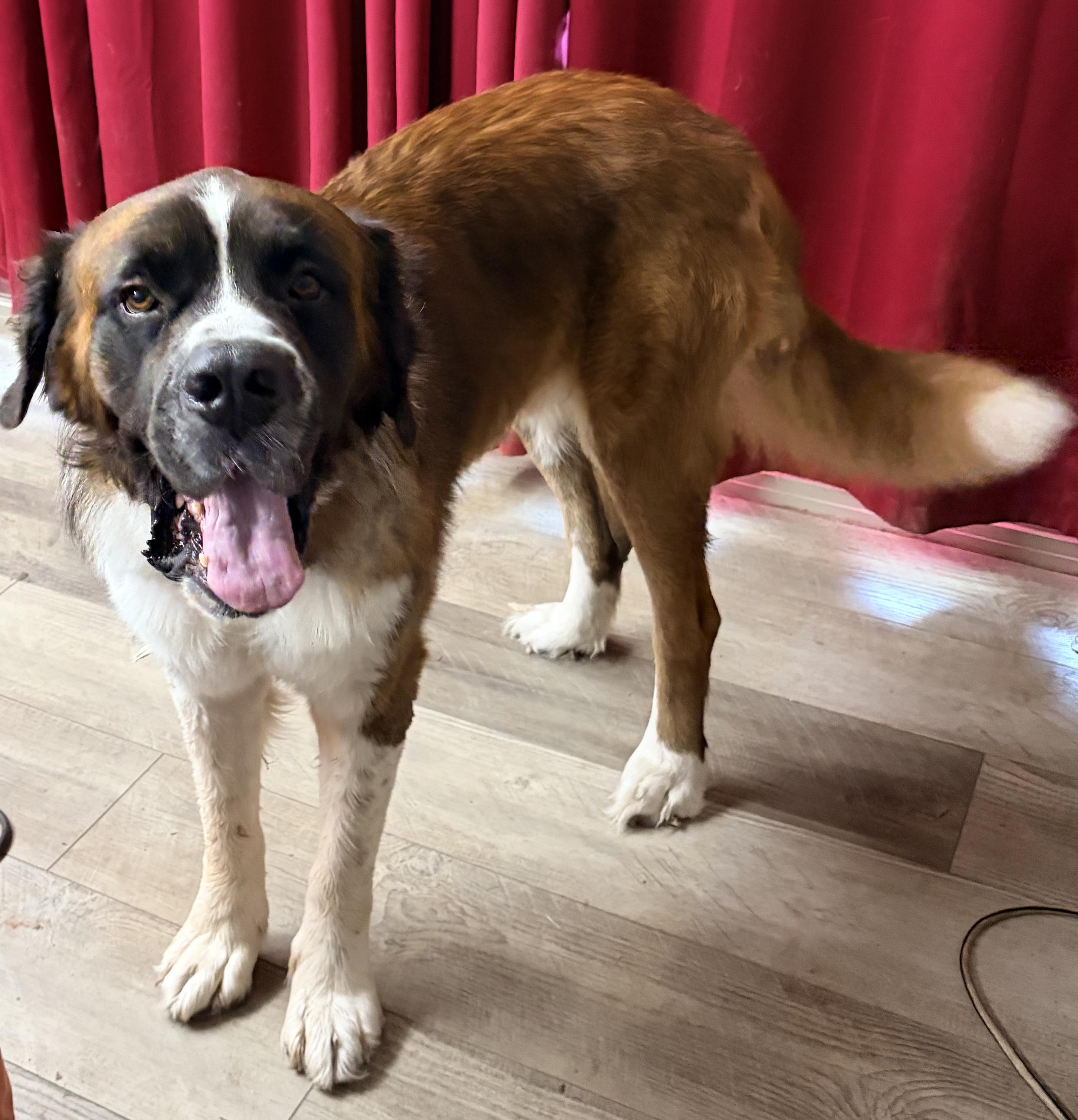 Enlarge Atlas, a ADOPTABLE Saint Bernard in Magnolia, TX image 1/1