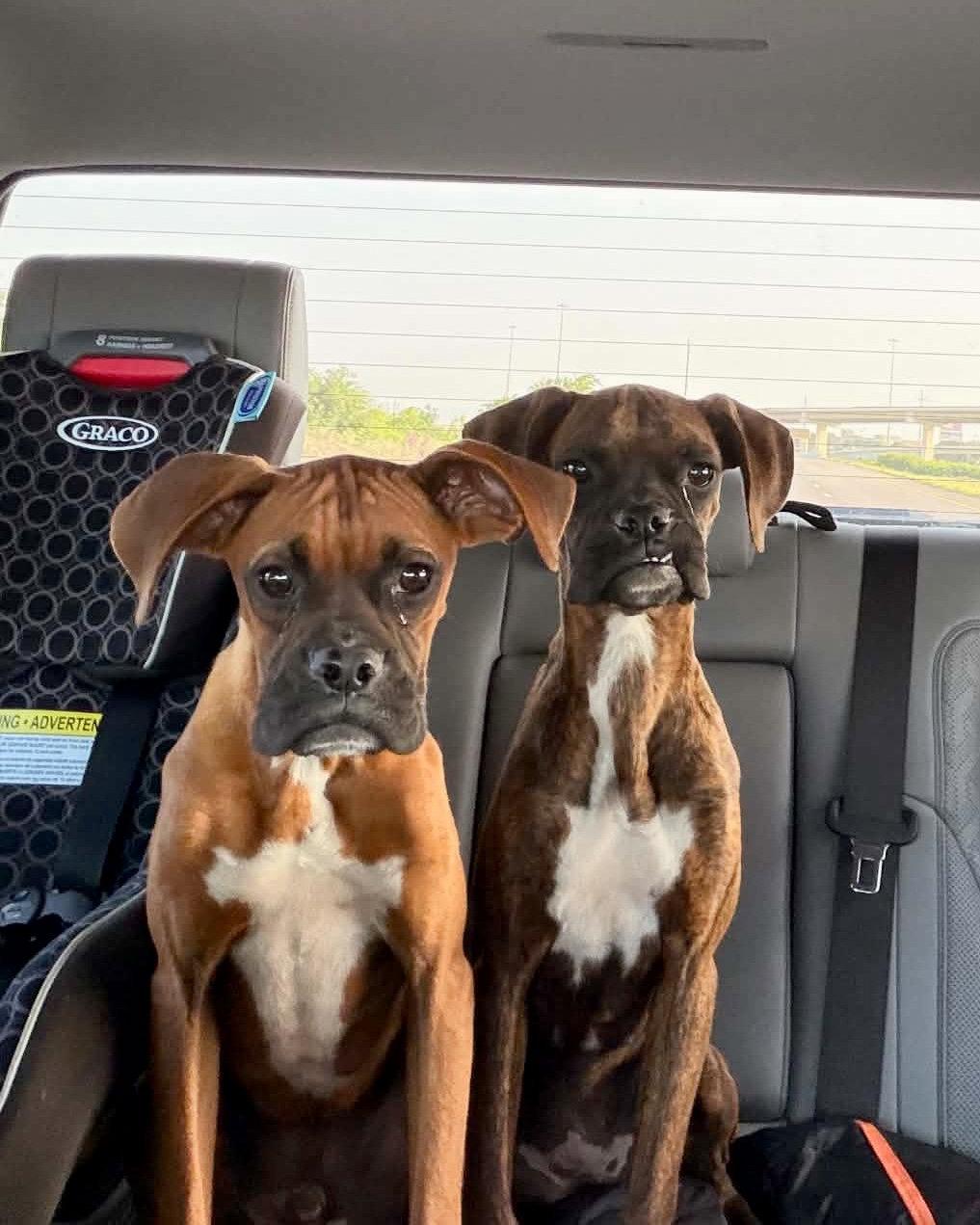 Piper, Adopted, Puppy Female Boxer.