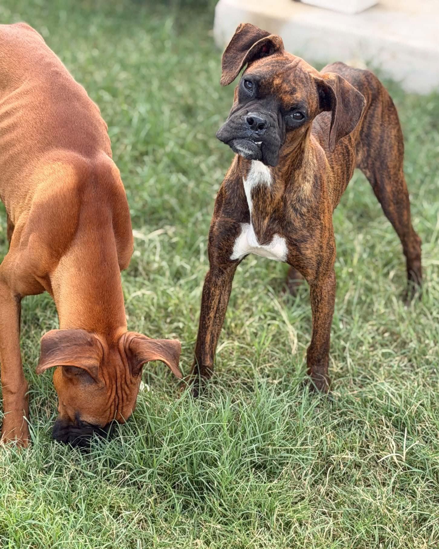 Enlarge Piper, a Adopted Boxer in Monticello, NY image 2/3