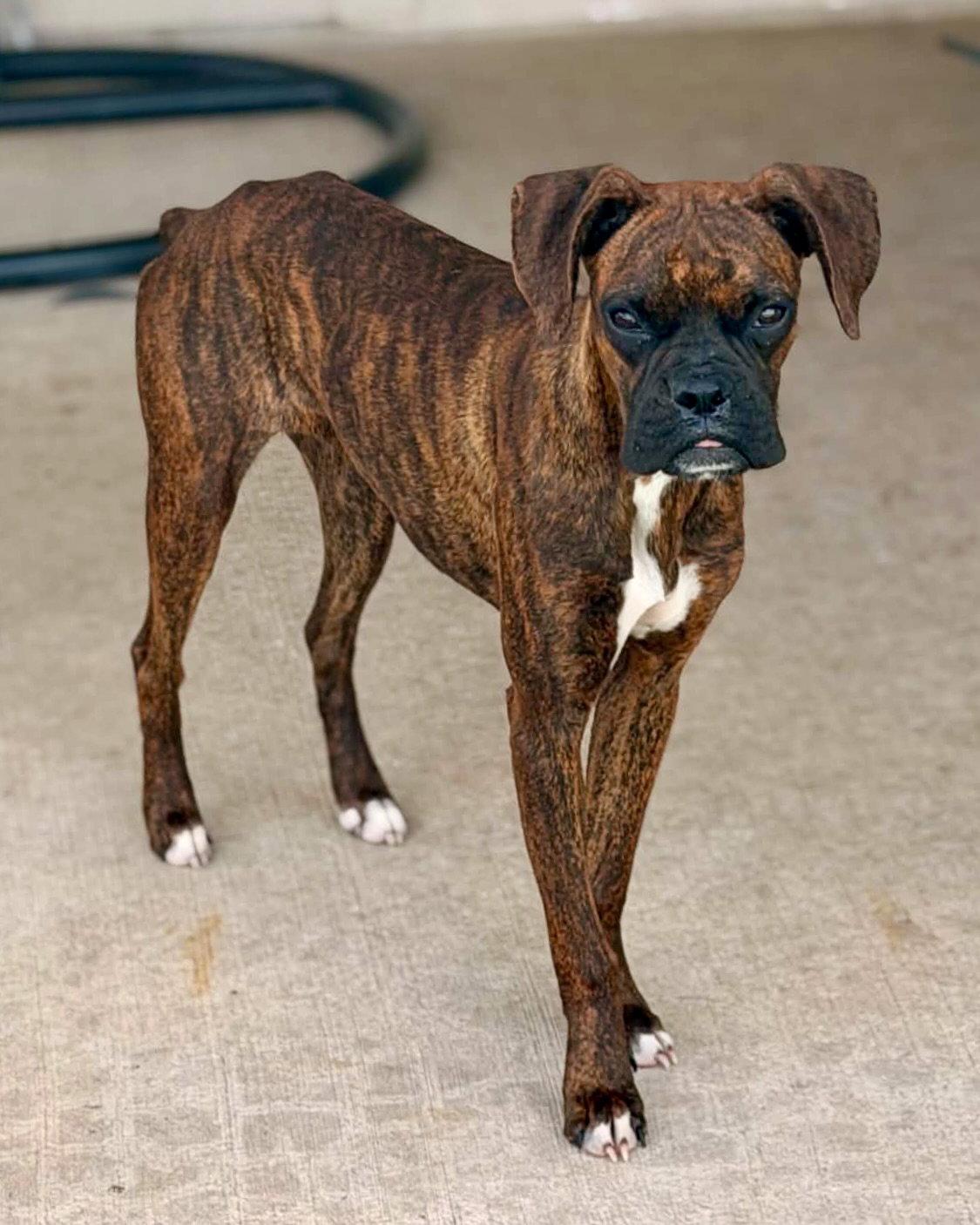 Enlarge Piper, a Adopted Boxer in Monticello, NY image 3/3