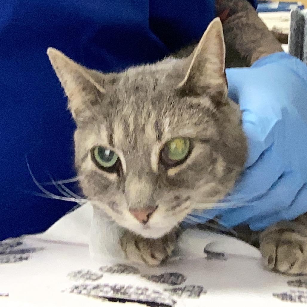 Enlarge Teeny, a Adoptable Domestic Short Hair in Greenville, SC image 1/6