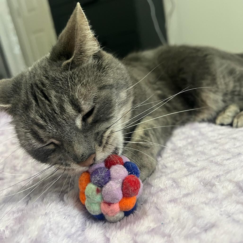 Teeny, a Adoptable Domestic Short Hair in Greenville, SC image 1/6