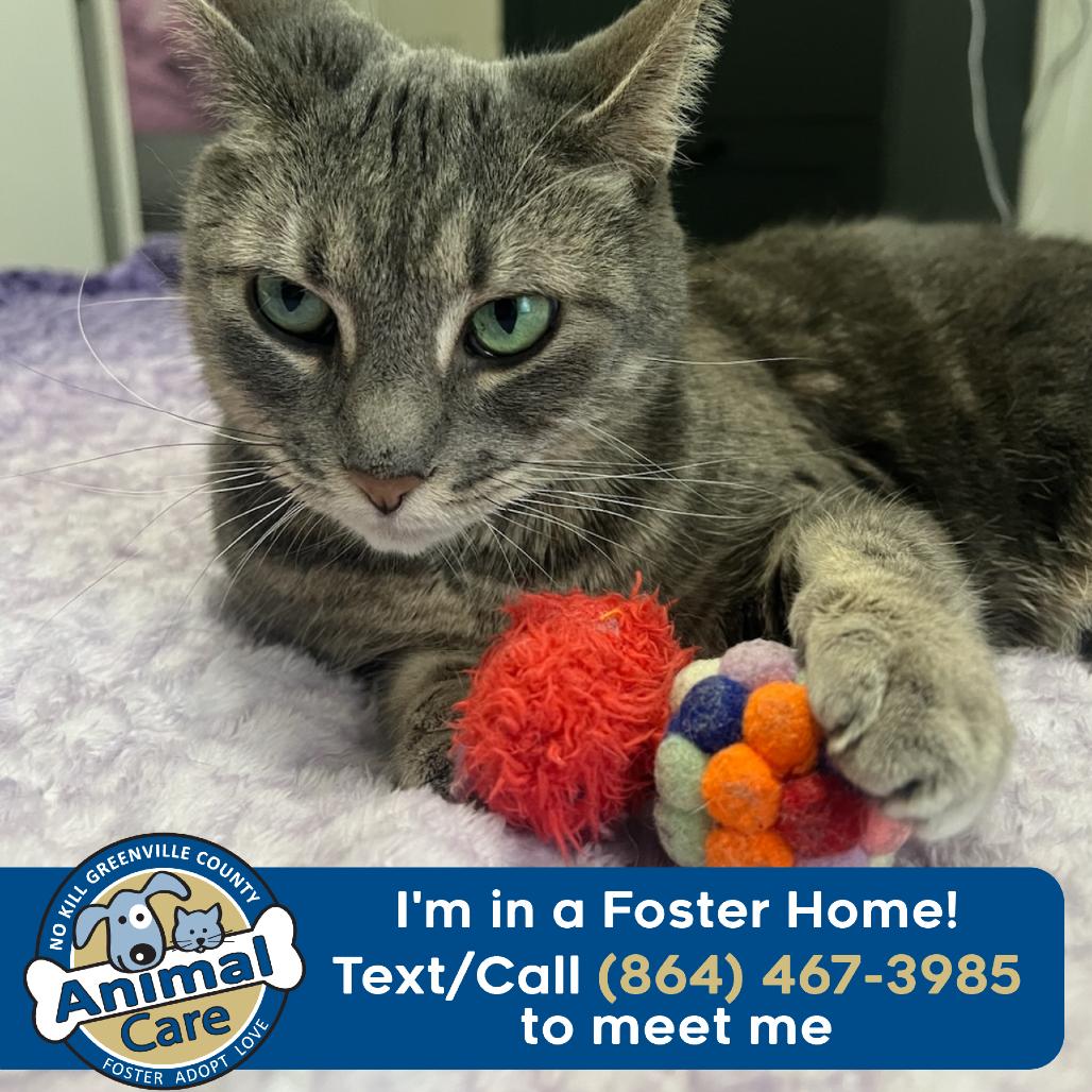 Enlarge Teeny, a Adoptable Domestic Short Hair in Greenville, SC image 2/6