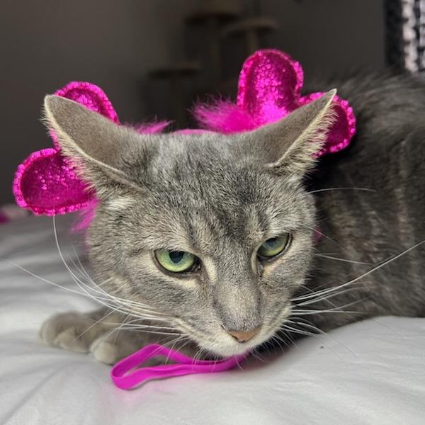 Enlarge Teeny, a Adoptable Domestic Short Hair in Greenville, SC image 2/6
