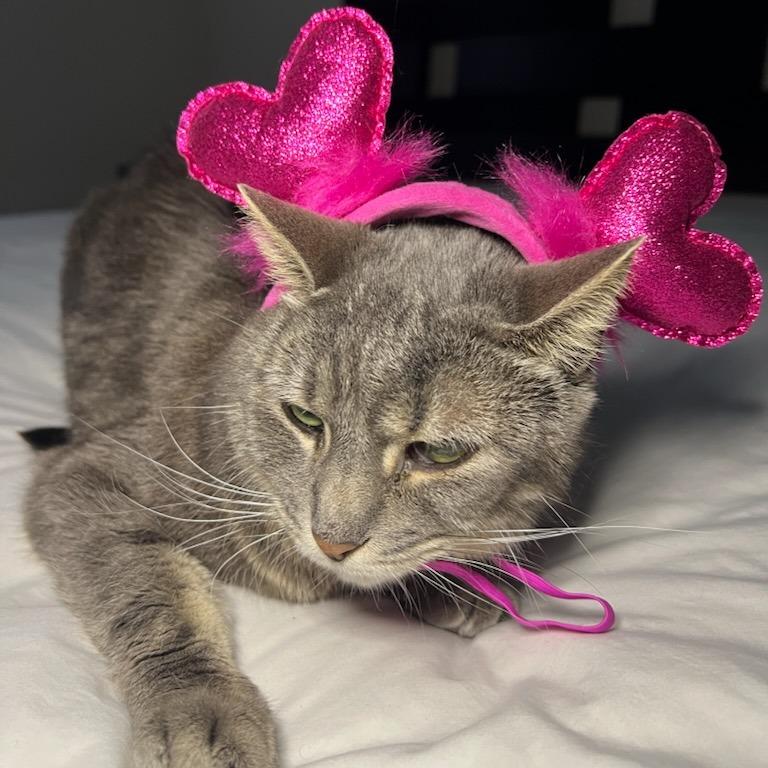 Enlarge Teeny, a Adoptable Domestic Short Hair in Greenville, SC image 3/6