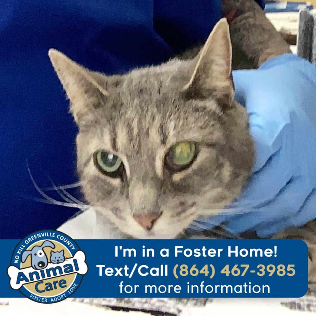 Enlarge Teeny, a Adoptable Domestic Short Hair in Greenville, SC image 4/6