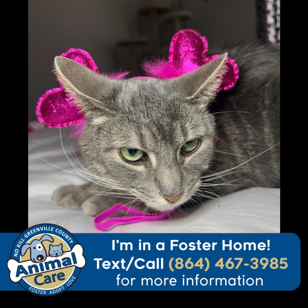 Enlarge Teeny, a Adoptable Domestic Short Hair in Greenville, SC image 6/6