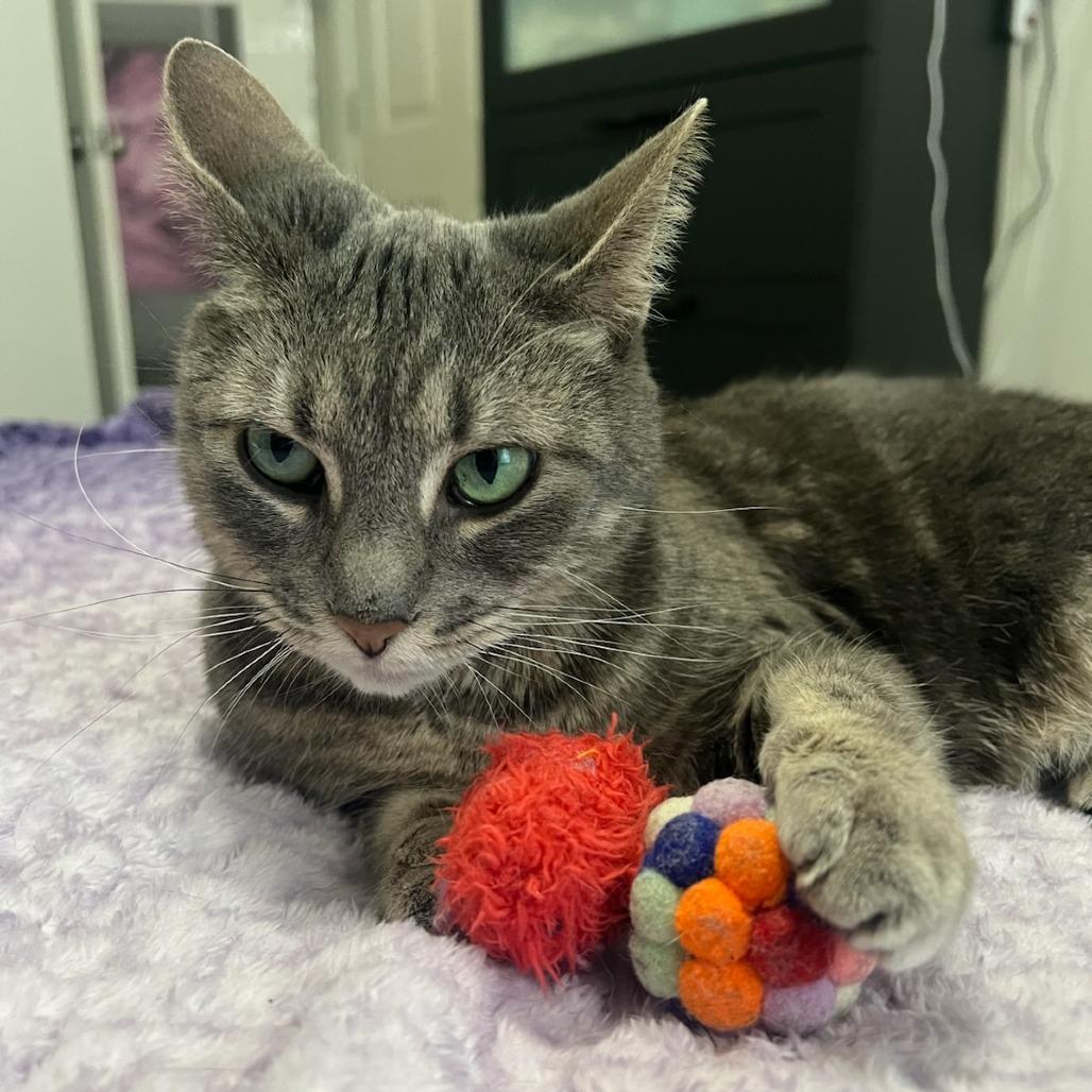 Teeny, a Adoptable Domestic Short Hair in Greenville, SC image 5/6