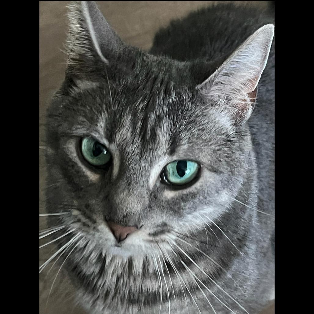 Teeny, a Adoptable Domestic Short Hair in Greenville, SC image 6/6