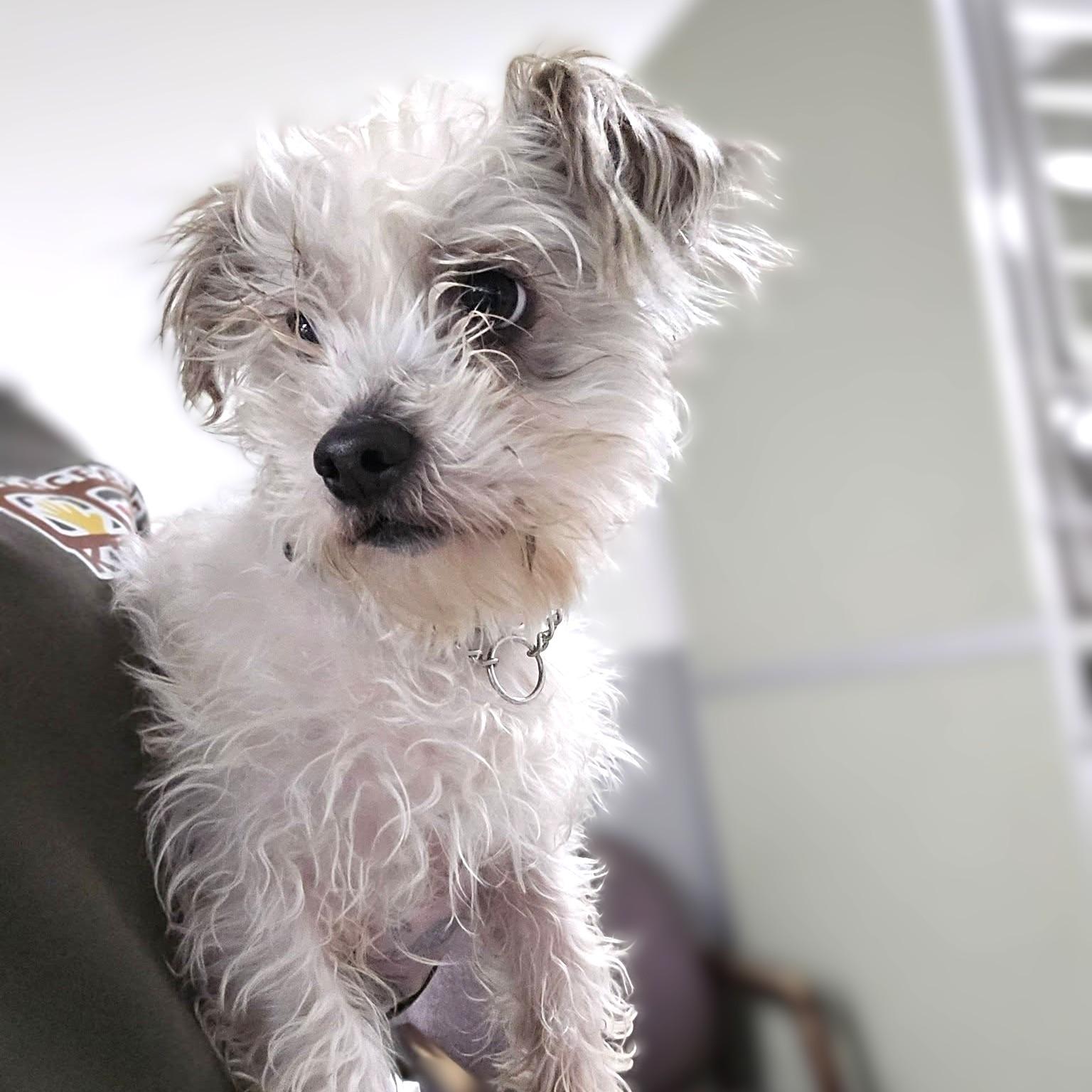 Enlarge Leo, an adopted mixed breed in Whitehall, PA image 2/4