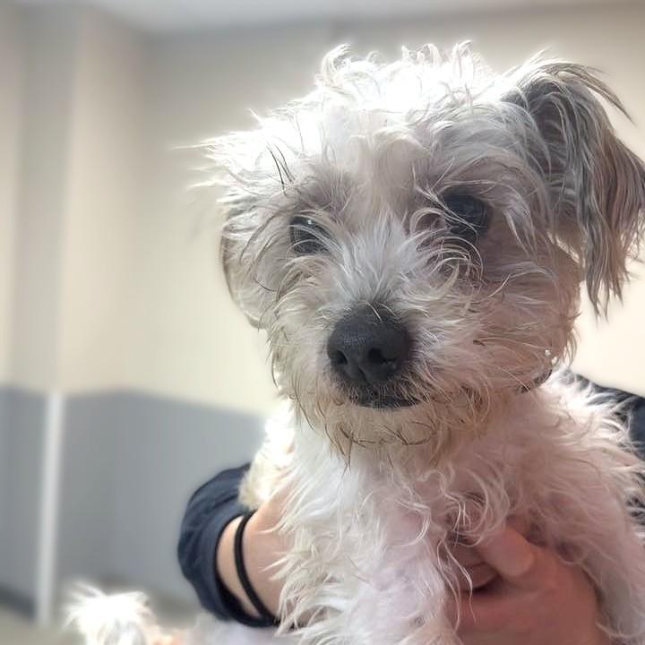 Enlarge Leo, an adopted mixed breed in Whitehall, PA image 3/4