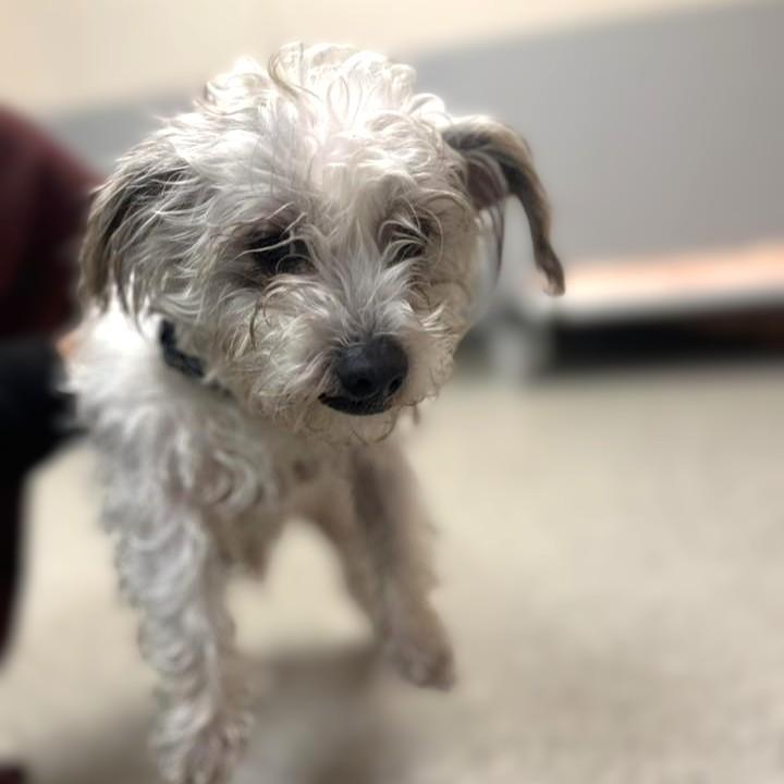 Enlarge Leo, an adopted mixed breed in Whitehall, PA image 4/4