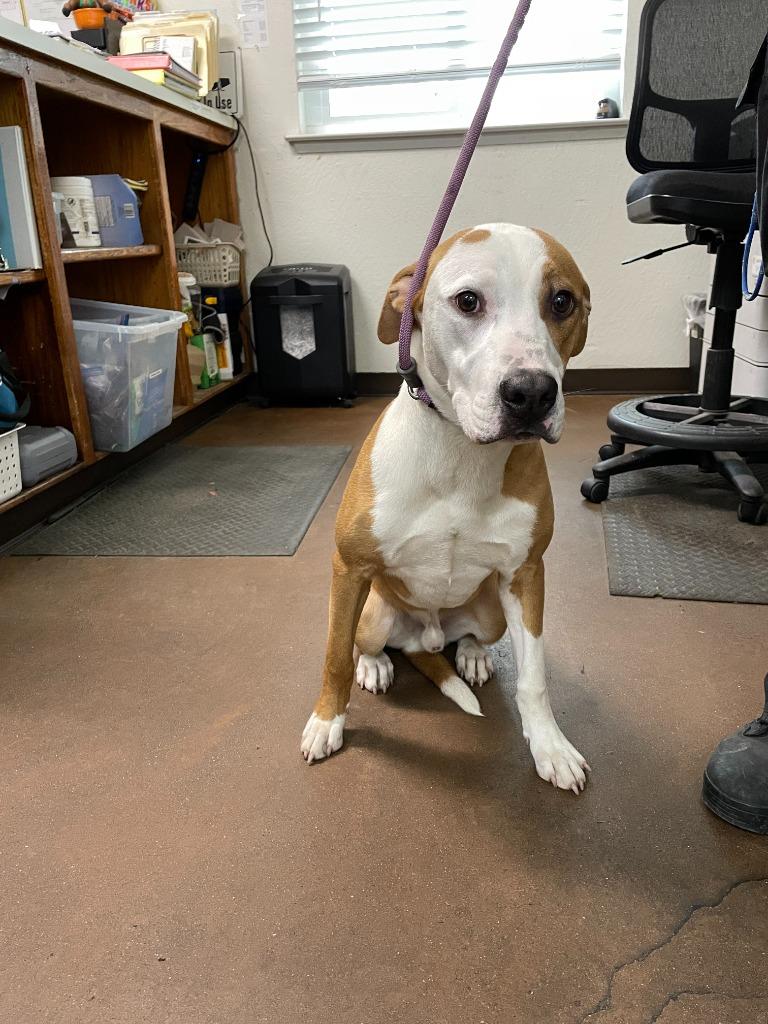 Enlarge Slim Jim, a Adoptable mixed breed in Chico, CA image 1/6