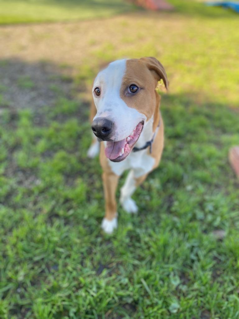 Enlarge Slim Jim, a Adoptable mixed breed in Chico, CA image 3/6